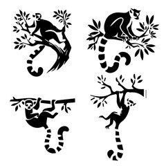 Lemur  Hanging from a branch © Haider