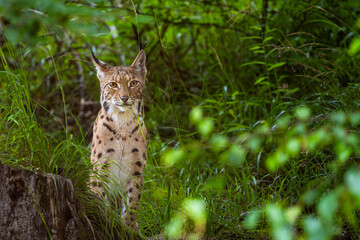 Eurasian Lynx in its natural habitat. Bieszczady Mountains, Carpathians, Poland.