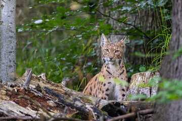 Eurasian Lynx in its natural habitat. Bieszczady Mountains, Carpathians, Poland.