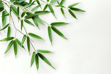 Bamboo leaves isolated on white background