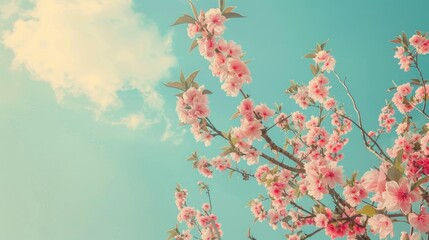 Pink peach tree blooms against the azure sky Toned photo