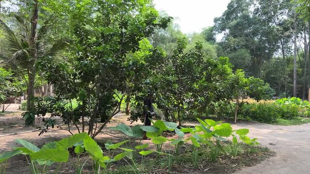 Cu Chi, Viet Nam Cu Chi tunnels were the Viet Cong's base of operations for the Tet Offensive in 1968. Famous tourist attraction in Vietnam