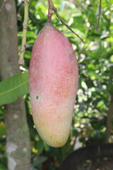 mango on tree in farm for sell