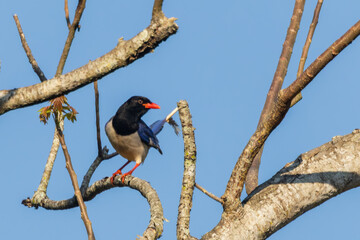 The Red-billed Blue Magpie (Urocissa erythrorhyncha) is a strikingly colorful bird with a bright red bill, long tail, and vivid blue and white plumage.