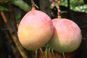 mango on tree in farm for sell