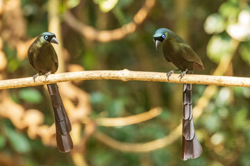 The Racket-tailed Treepie (Crypsirina temia) is a medium-sized bird with glossy black plumage, a distinctive long tail with racket-shaped tips, and bright blue eyes.