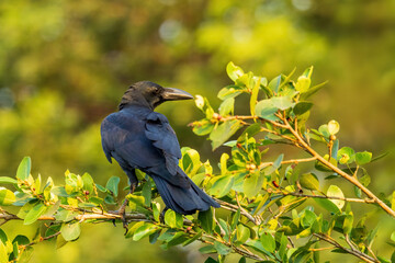 The Large-billed Crow (Corvus macrorhynchos) is a large black bird with a robust body, thick bill, and glossy plumage.