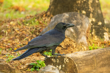 The Large-billed Crow (Corvus macrorhynchos) is a large black bird with a robust body, thick bill, and glossy plumage.