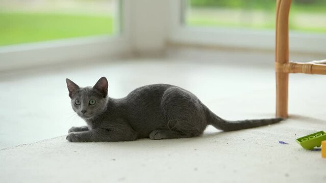Young playful Russian Blue kitten playing around by the window, getting the zoomies. Gorgeous blue-gray cat with green eyes. Family pet at home.