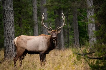 Fototapeta premium elk with horns in forest