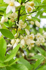 Fototapeta premium White little flower on orange tree, Blossoming orange tree flowers, closeup of Orange tree branches with white flowers, buds and leaves, Chakwal, Punjab, Pakistan