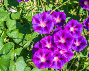 Morning glory flowers. Many flowers in natural sunlight. Purple flowers close-up.