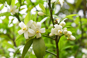 Fototapeta premium White little flower on orange tree, Blossoming orange tree flowers, closeup of Orange tree branches with white flowers, buds and leaves, Chakwal, Punjab, Pakistan