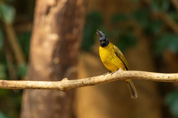 The Black-crested Bulbul (Pycnonotus flaviventris) is a medium-sized songbird with bright yellow...