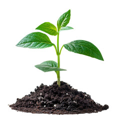 Green Sprout Growing from Soil.