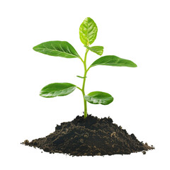 New Life Sprouting From the Ground.