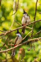 The Red-whiskered Bulbul (Pycnonotus jocosus) is a medium-sized songbird with a distinctive black crest, white underparts, and brown upperparts. It features red cheek patches and vent.