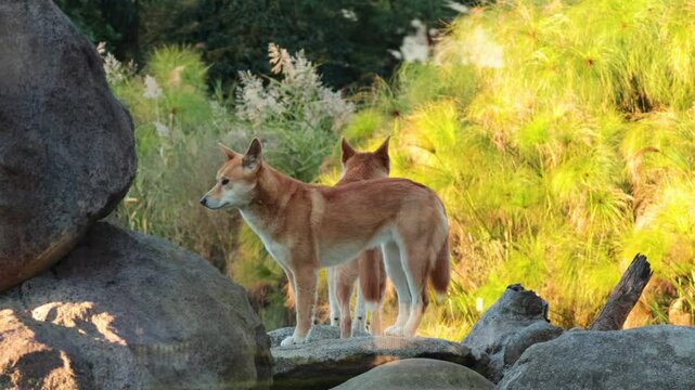 Dingoes in Natural Habitat