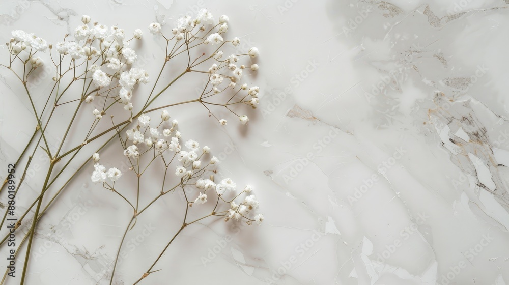 Sticker Close up of four withered Gypsophila flowers on marble surface with space for text