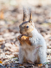 Squirrel in autumn or spring with nut on the green grass with fallen yellow leaves