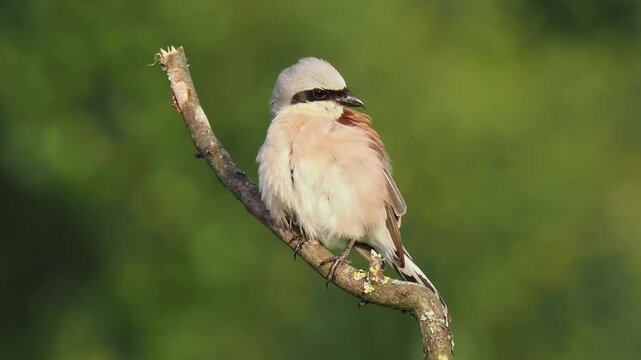 Neunt&ouml;ter (Lanius collurio) 
