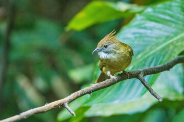 The Puff-throated Bulbul (Alophoixus pallidus) is a medium-sized songbird with olive-green...