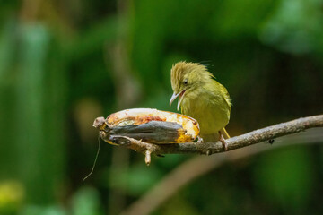The Grey-eyed Bulbul (Iole propinqua) is a medium-sized bird with olive-brown upperparts and paler underparts. It is characterized by its distinctive grey eyes and a slight crest on its head.