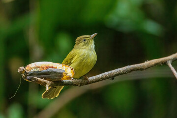 The Grey-eyed Bulbul (Iole propinqua) is a medium-sized bird with olive-brown upperparts and paler...