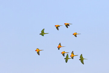 Colorful parrots flying in the sky. Free flying bird