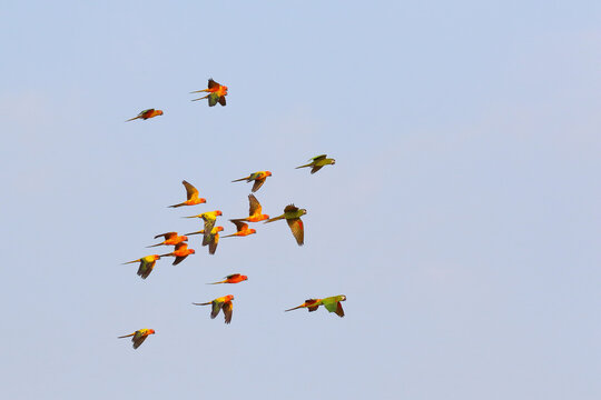Colorful parrots flying in the sky. Free flying bird