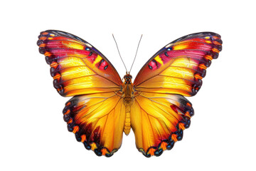 Naklejka premium Beautiful Butterfly Isolated on Transparent Background