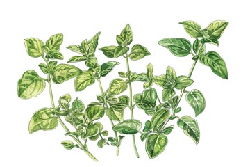 Watercolor vector of a oregano with leaves, isolated on a white background, 