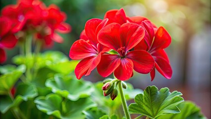 Vibrant red pelargonium flower with delicate petals and green leaves, beautiful, pelargonium, red, vibrant, flower, plant