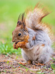 Squirrel eats a nut while sitting in green grass. Eurasian red squirrel, Sciurus vulgaris