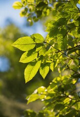 Obraz premium maple leaves in the sun