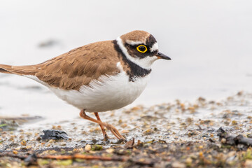 Little ringed plover (Charadrius dubius), bird standing on the lake shore