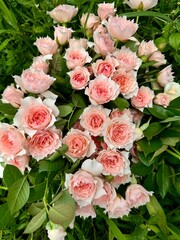 Fototapeta premium Lush Cluster of Pale Pink Roses in Full Bloom with Green Foliage Background - Serene Garden Setting in Spring or Summer