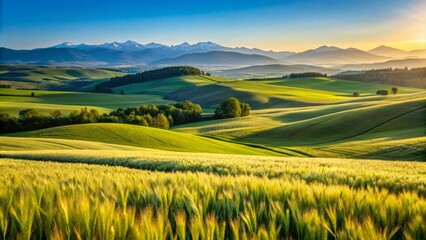 Obraz premium Vibrant green rolling hills of wheat and barley fields stretch towards the distant mountains under a clear blue sky.