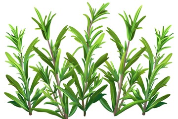 fresh sweet marigold twigs isolated on white background, top view