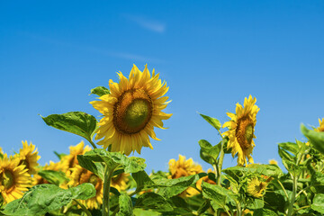Sonnenblumen vor blauem Himmel