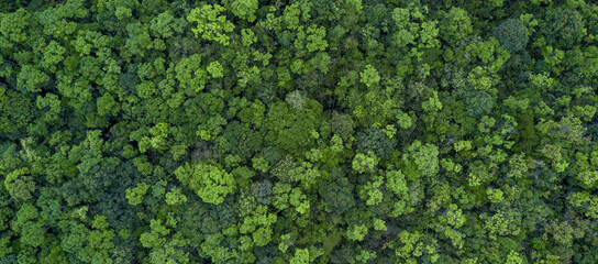 aerial view green forest tree texture and background, Natural green forest tree background, Tropical rainforest tree ecosystem environment, Texture and background of green tree forest.