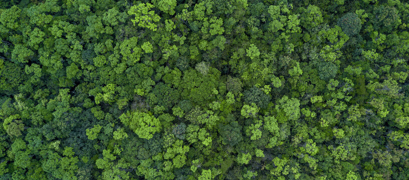 aerial view green forest tree texture and background, Natural green forest tree background, Tropical rainforest tree ecosystem environment, Texture and background of green tree forest.
