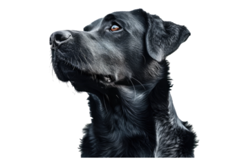 Black dog isolated on transparent background