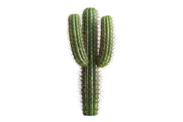Naklejka premium Cactus isolated on transparent background