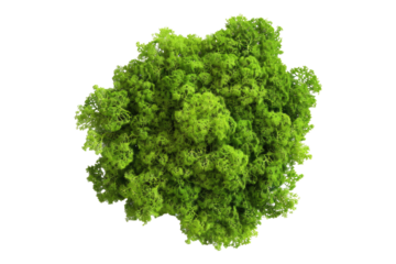 fresh green moss isolated on transparent background
