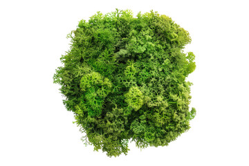 fresh green moss isolated on transparent background