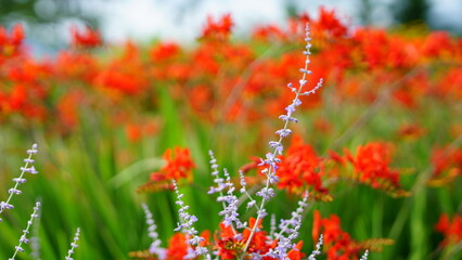 It feels like Autumn is coming. I love Autumn.