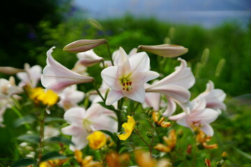 These are lilies