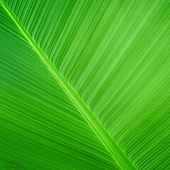 Obraz premium Green texture of tree leaf. Nature background. Nature leaves, green tropical forest, backgound concept