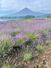 Fototapeta premium The smell of lavender has a calming effect 